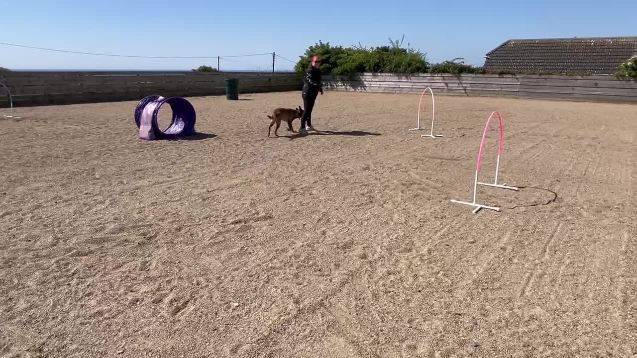 @Dirty paws dogs