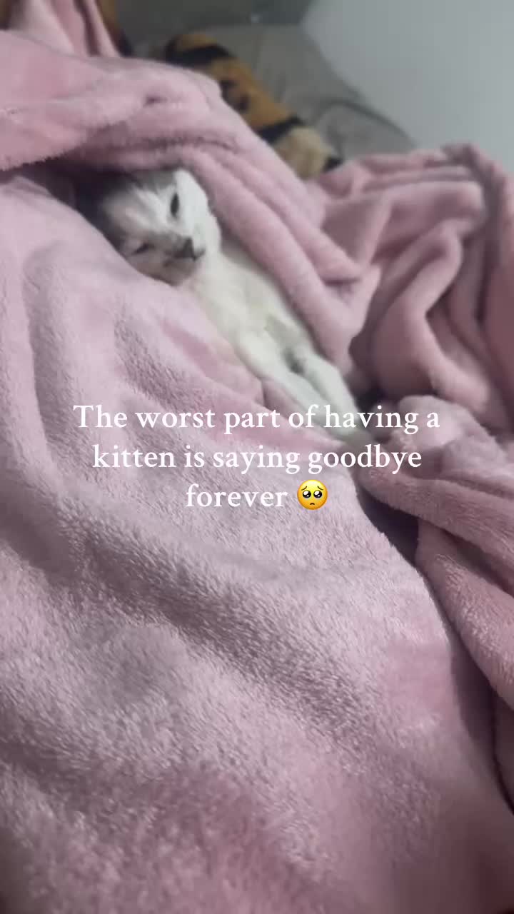 @✨