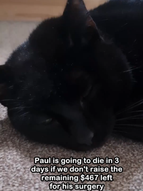 @Saving Paul the brave Cat!
