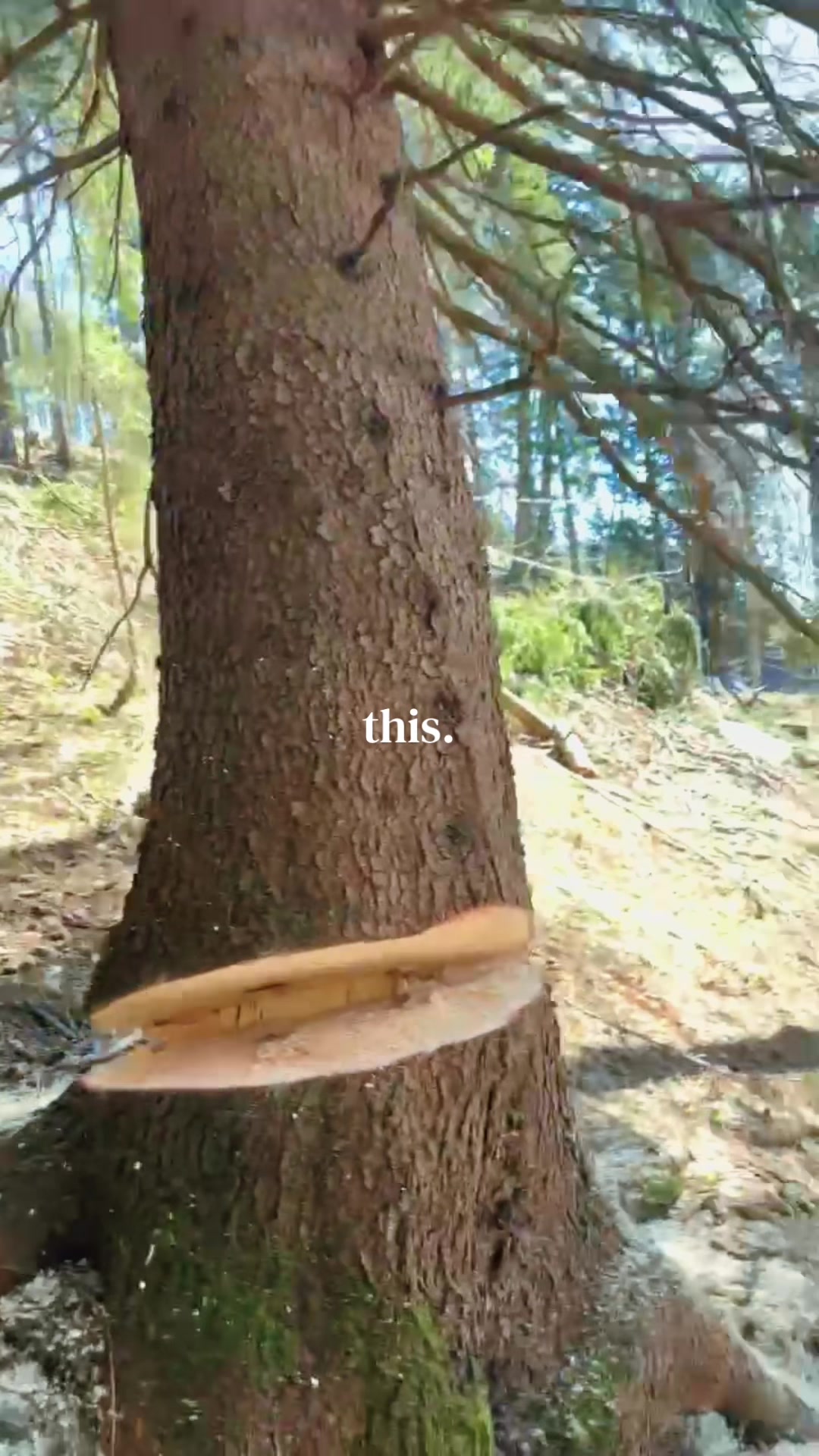 @Agrarius 🌲🇦🇹