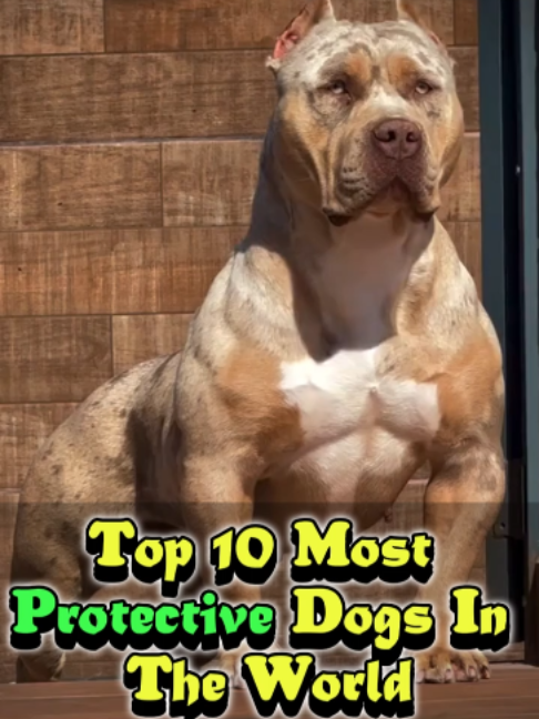 @Doggy Discovery