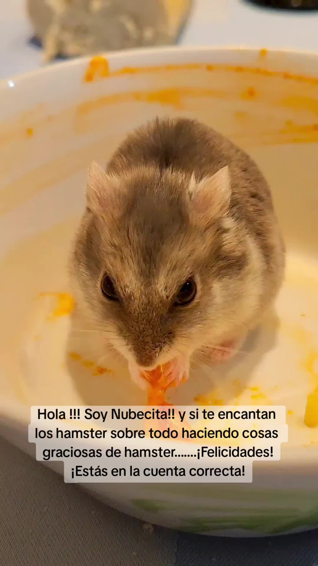 @◆🐹🅽︎ 🆈︎ 🅲︎🤍◆