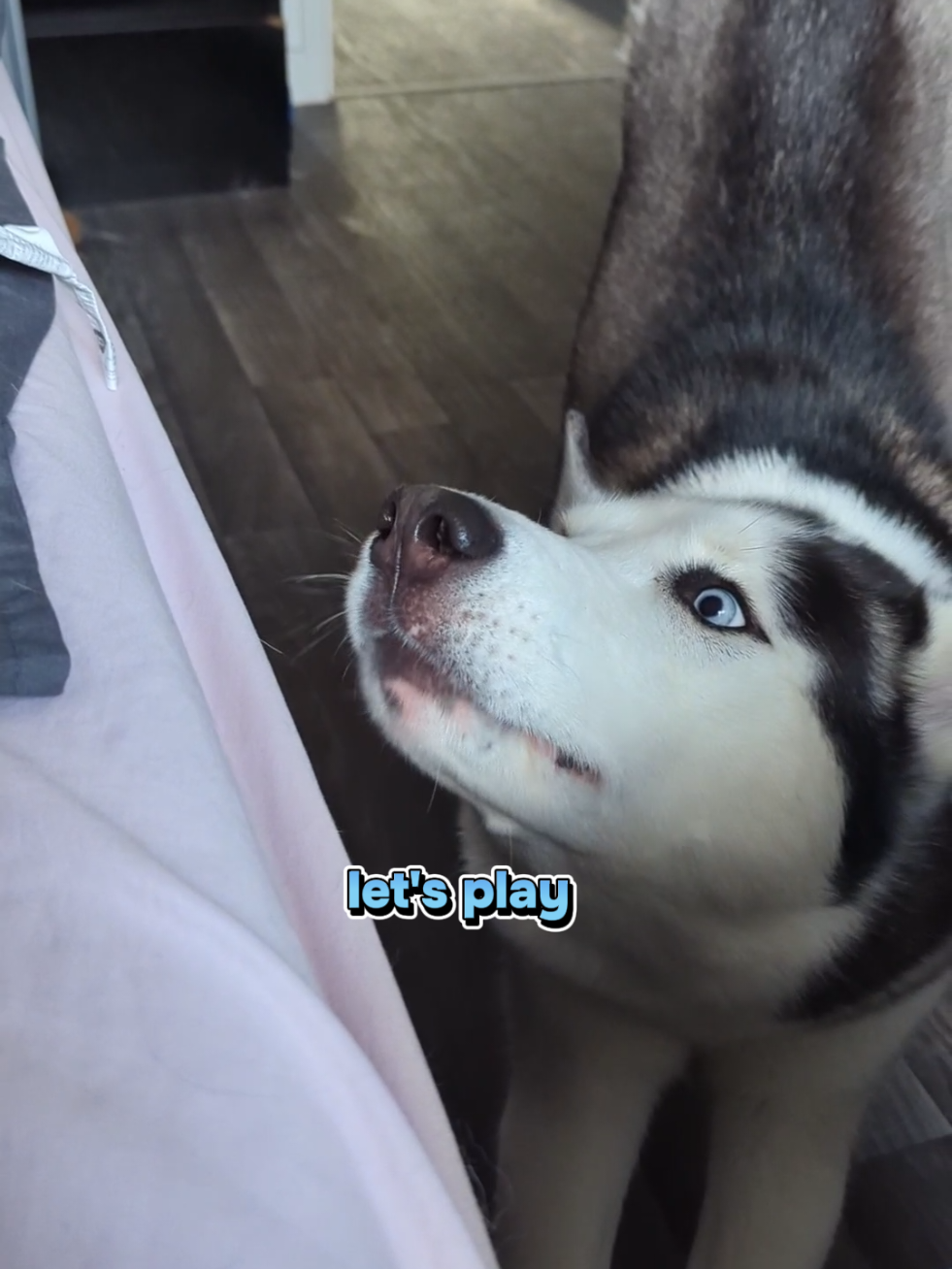 @Freya & Kuma