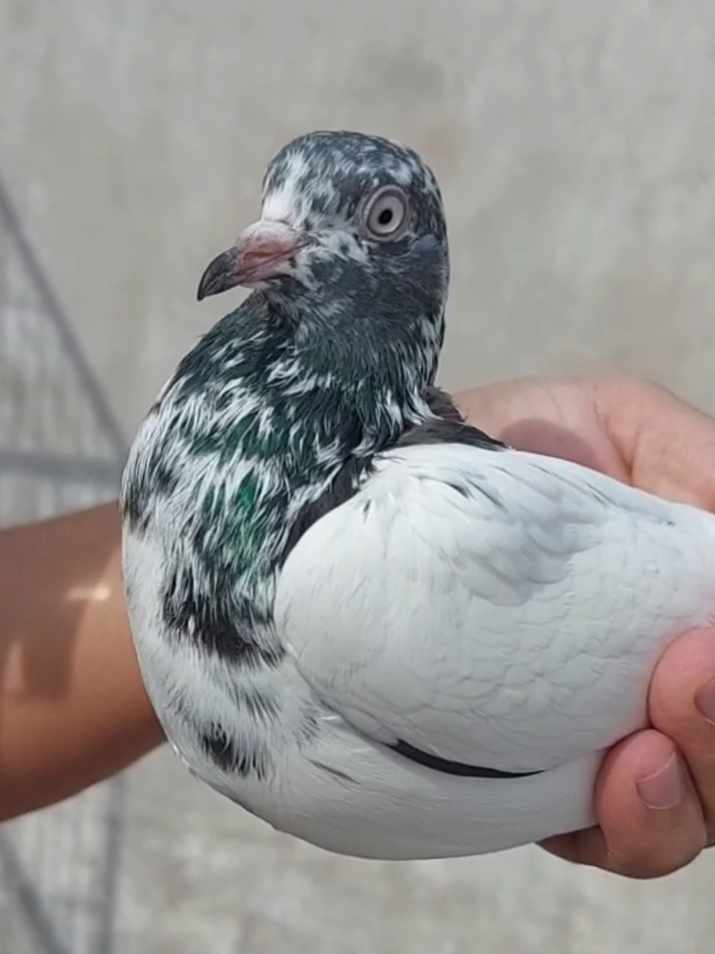 @Pak Pet Zone ( Shebi Shokeen )