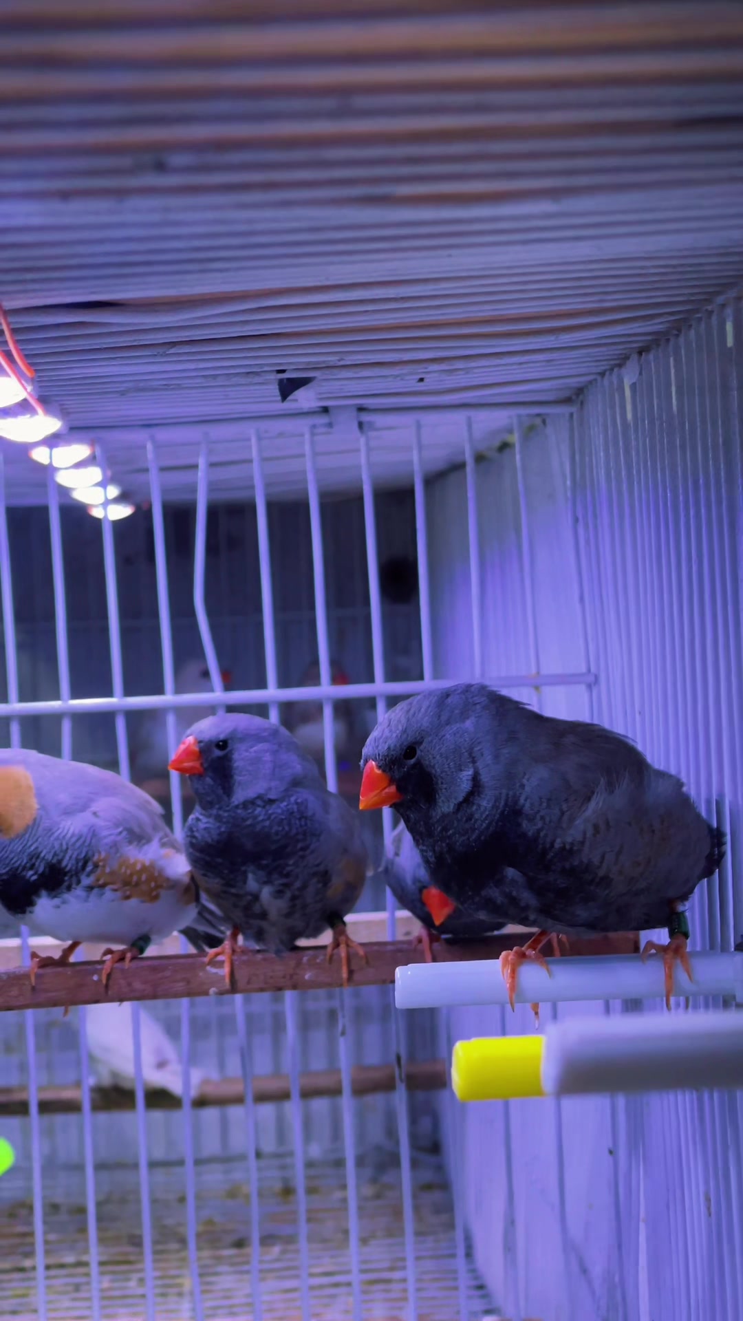 @Lala Aviary