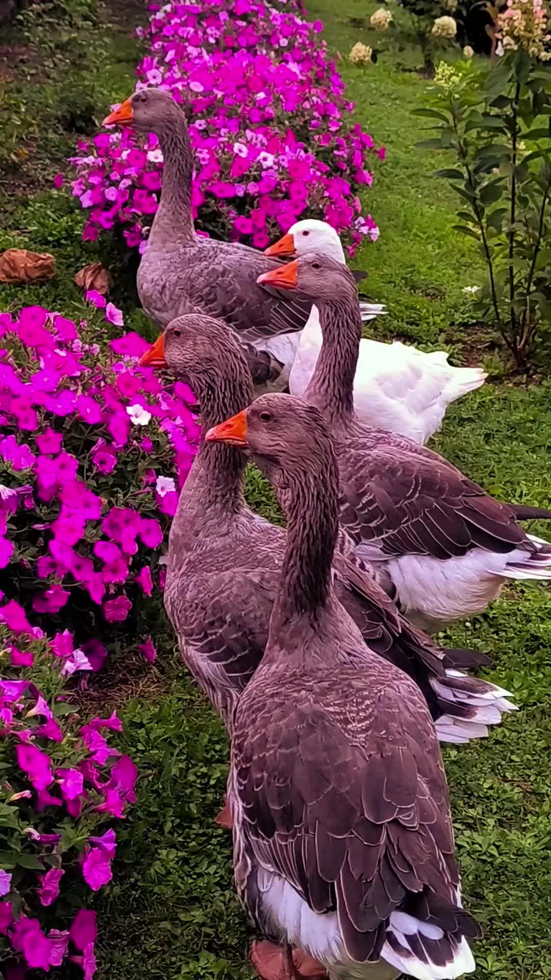 @Elena Vulpe Pilipenc