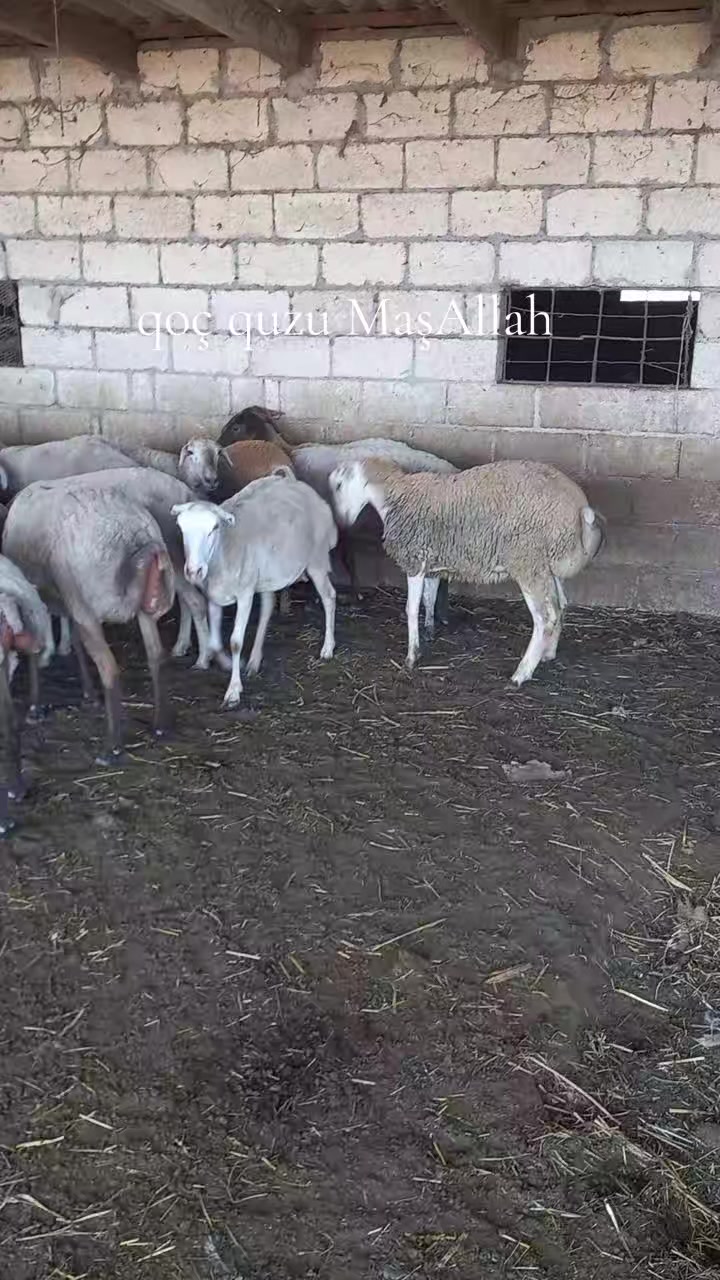@Çöl.adamı