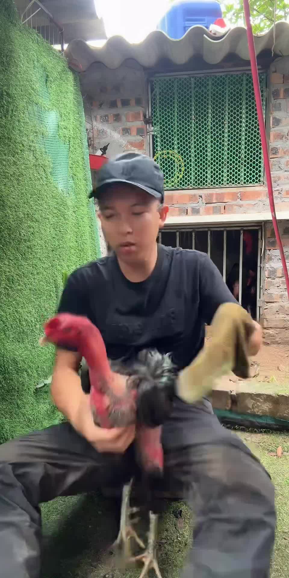 @Thuần Gà Chọi