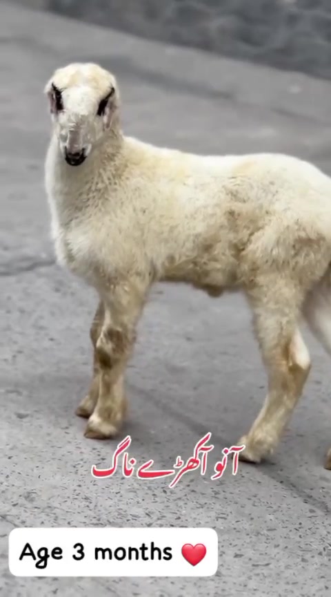 @Murwa Goat farm