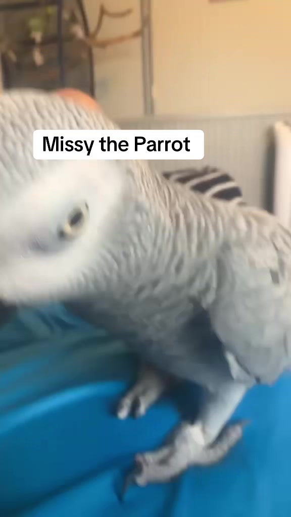 @Norman and Missy the Parrot