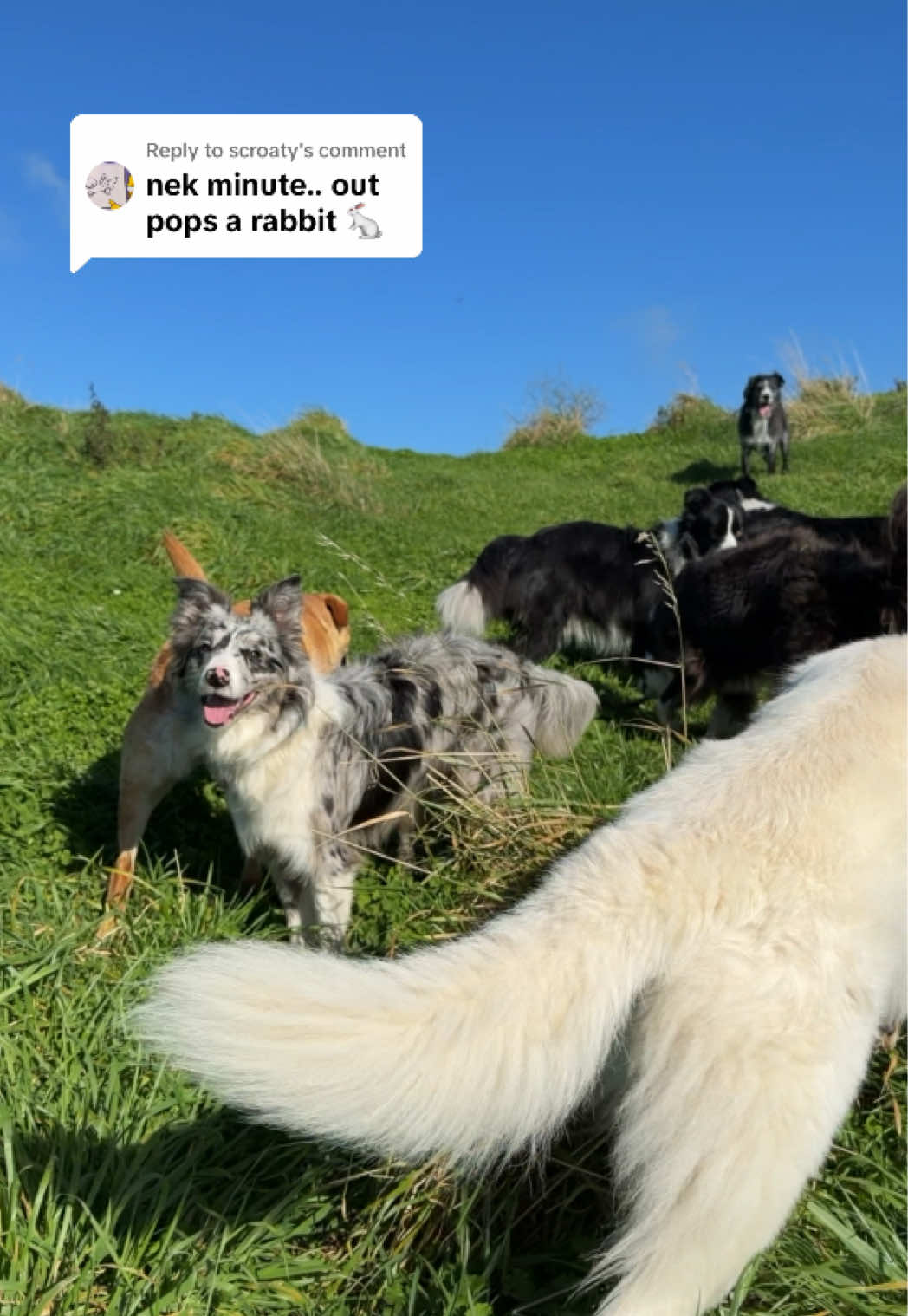 @Beks 🐺 Dog Handler 🇳🇿