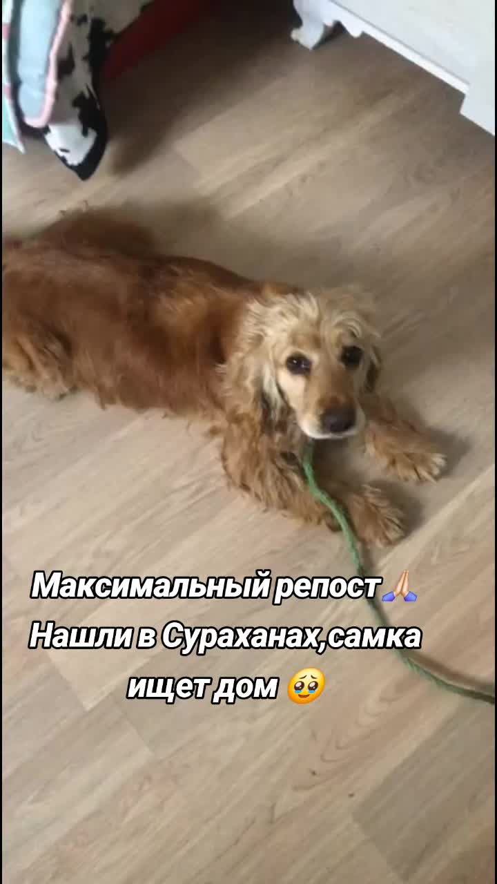 @👻little.Syuzzi👩🎤🐶