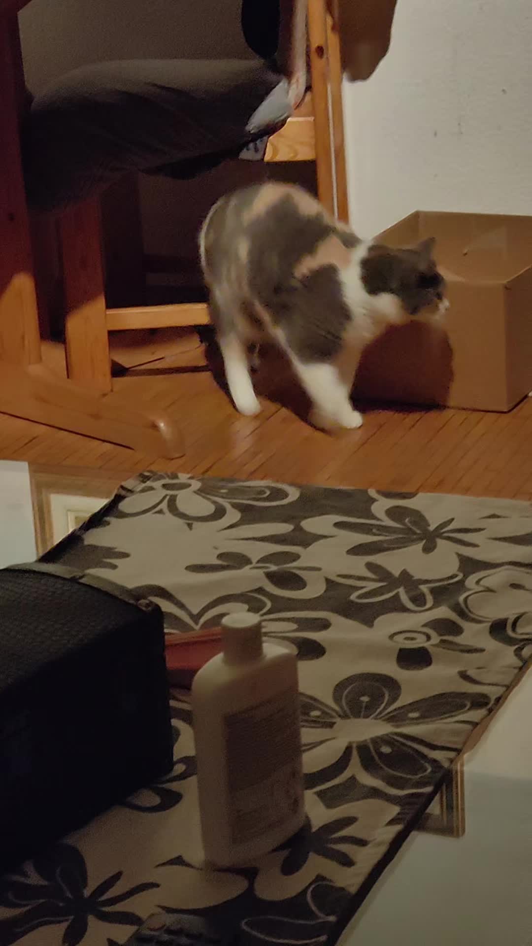 @Süsse Katze🐈