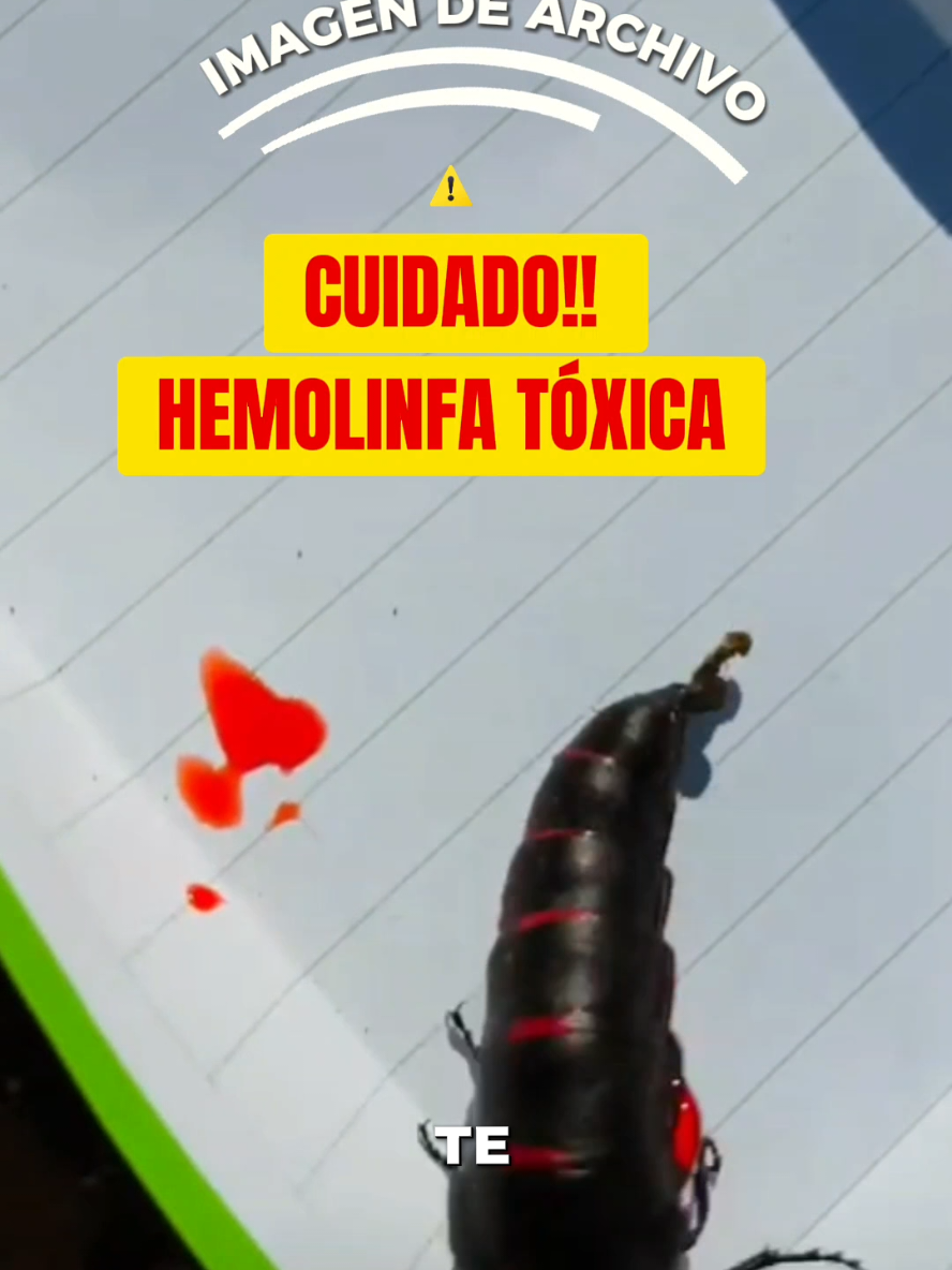 @Beaclases