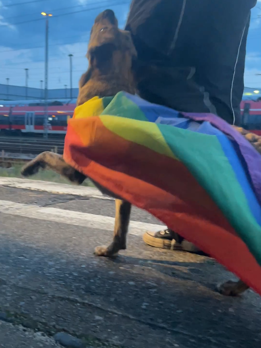@die.hunde.mafia2