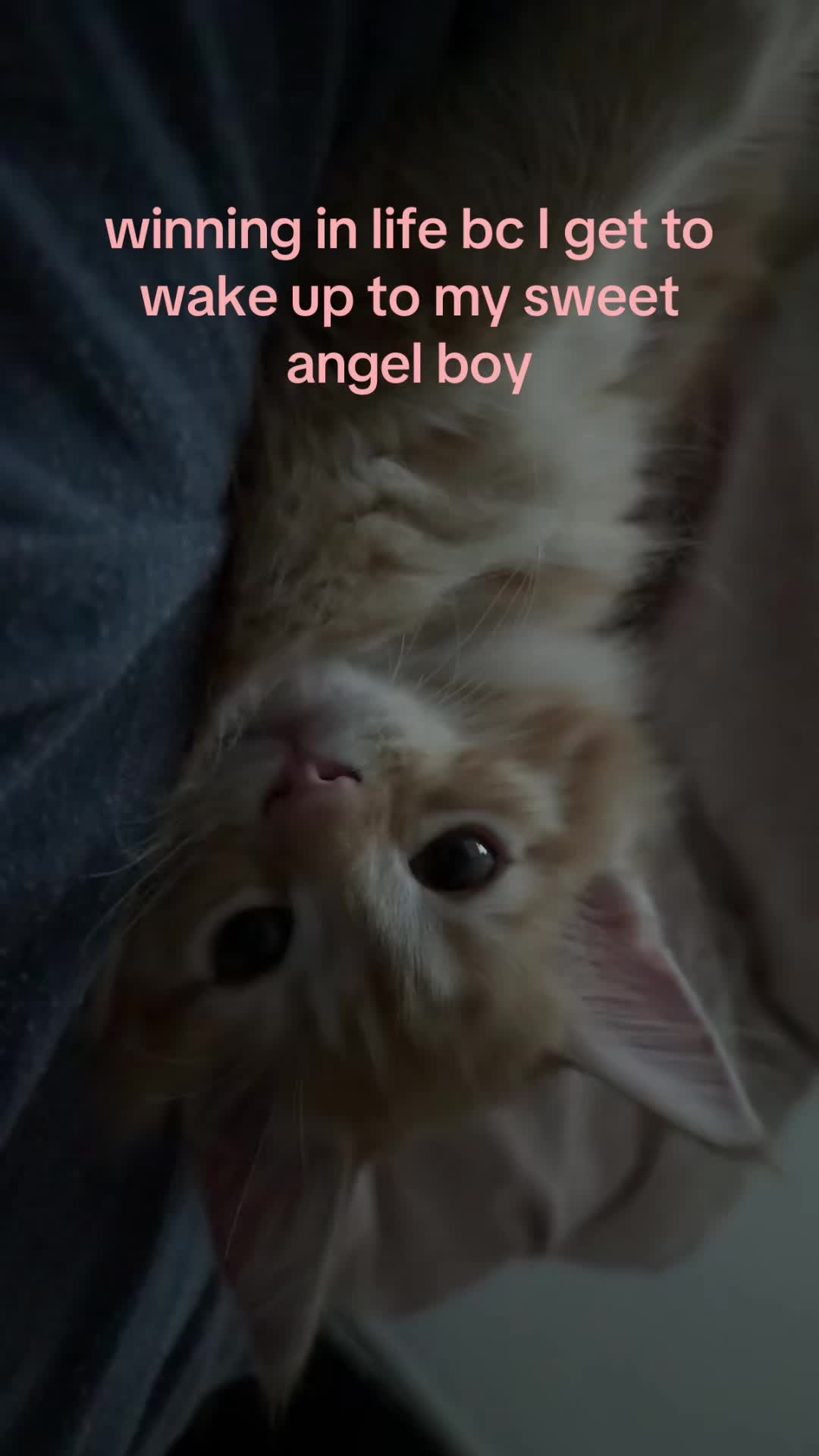 @Areeb