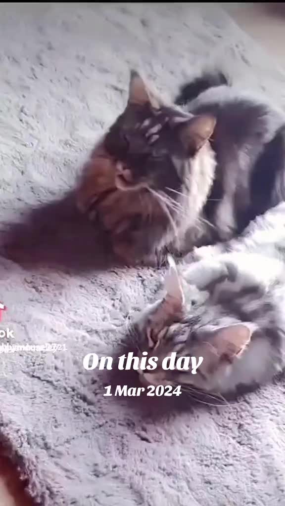 @ZiggyandMarley