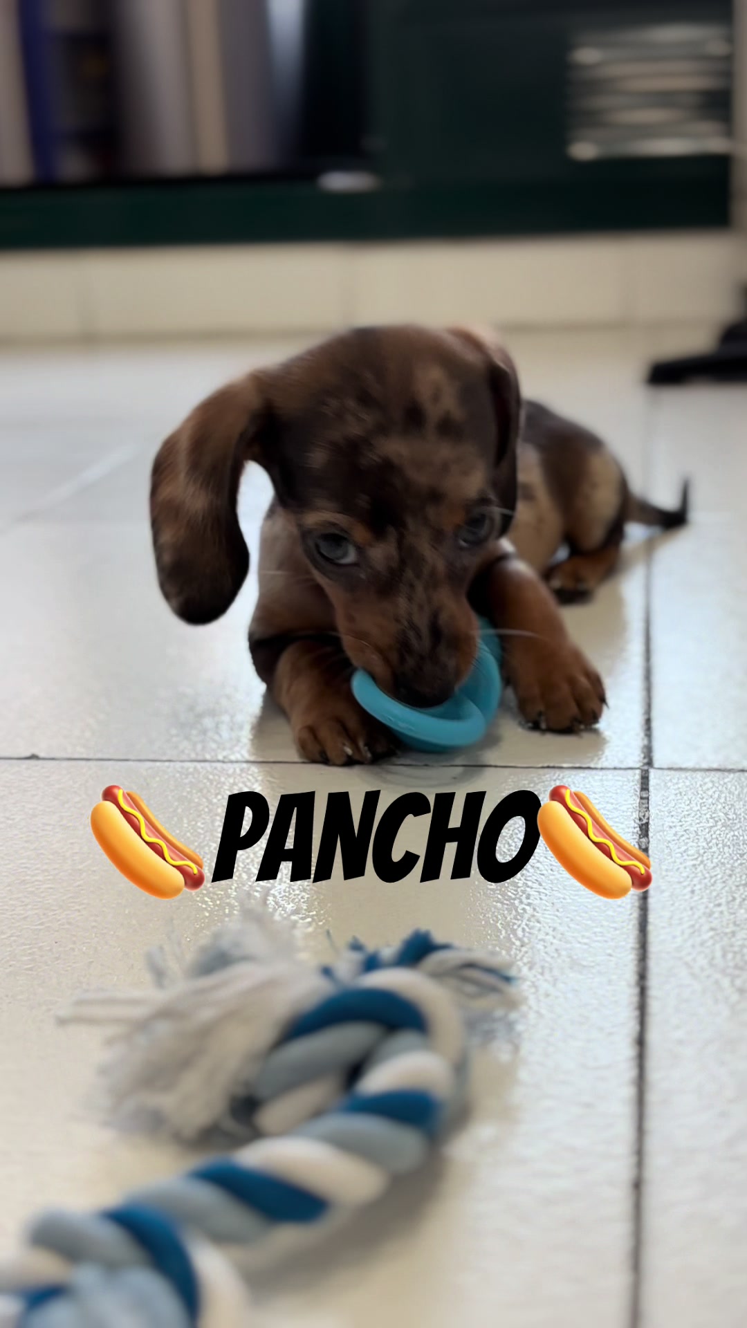 @PANCHO🌭