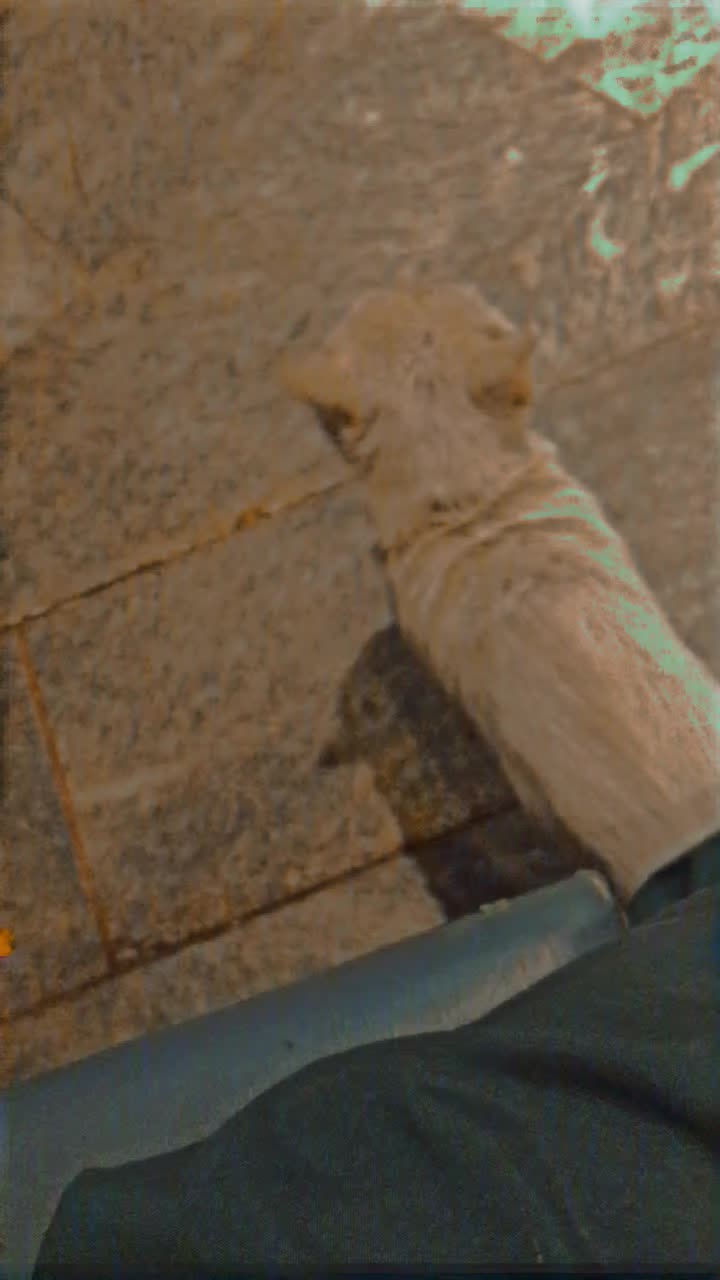 @⁸⁷⁶⁰ ٭͜Hʌssɴʌɪɴ X Rʌʝput٭