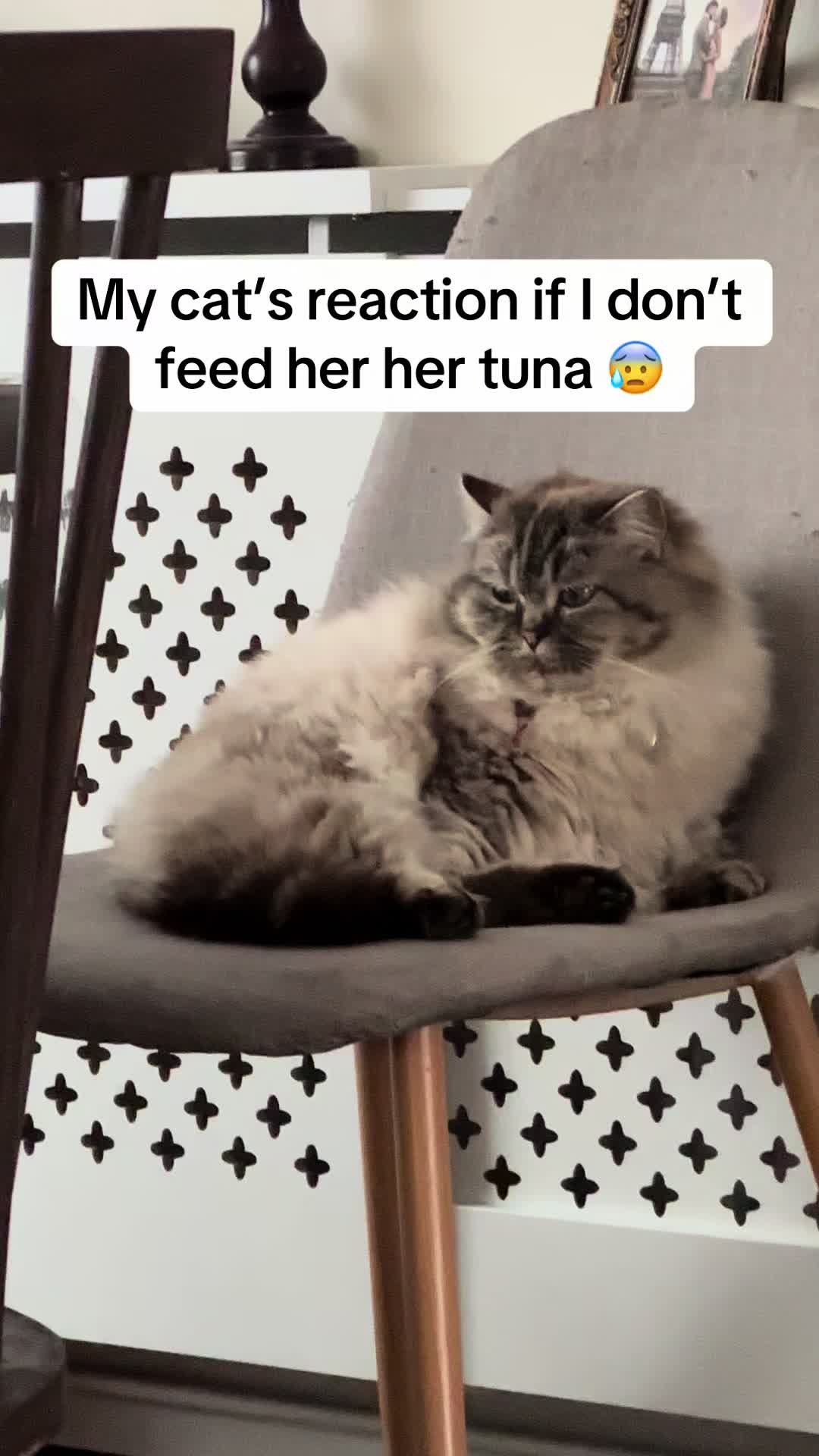 @Daisy The Cat