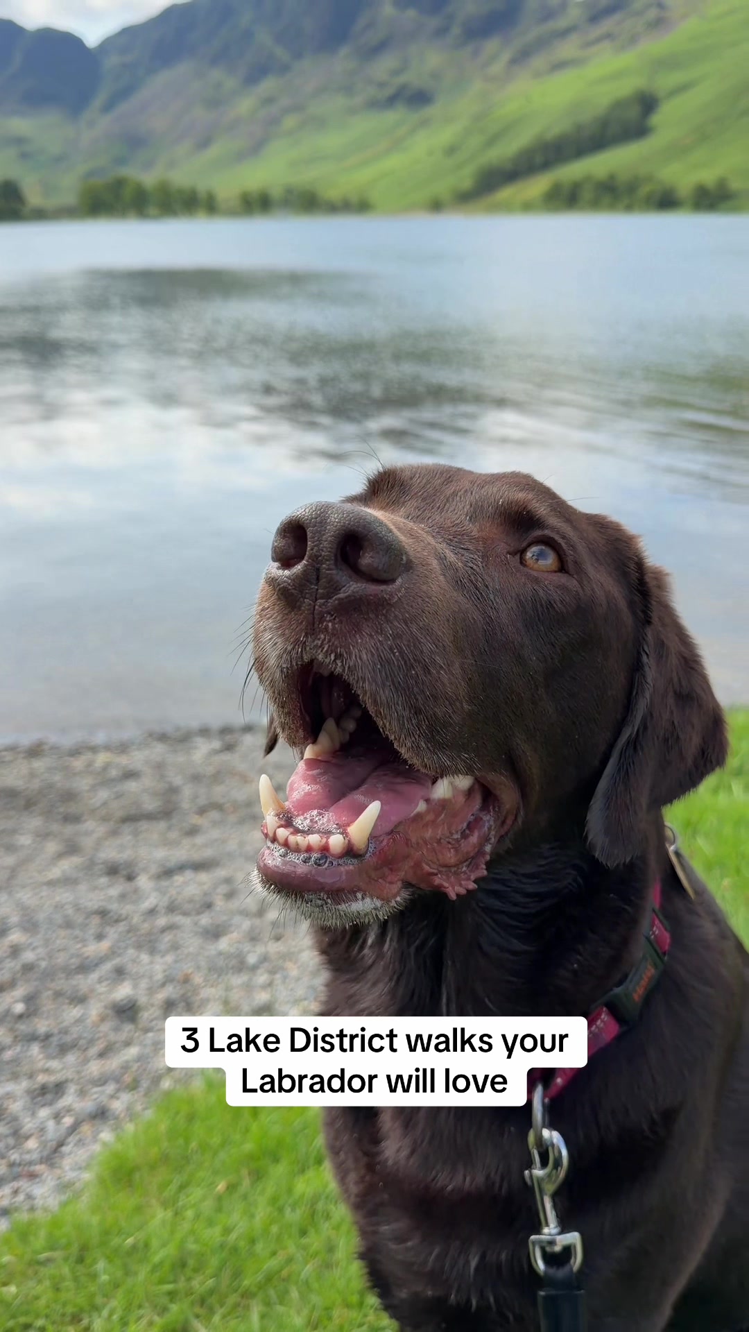 @The Labrador Buddy