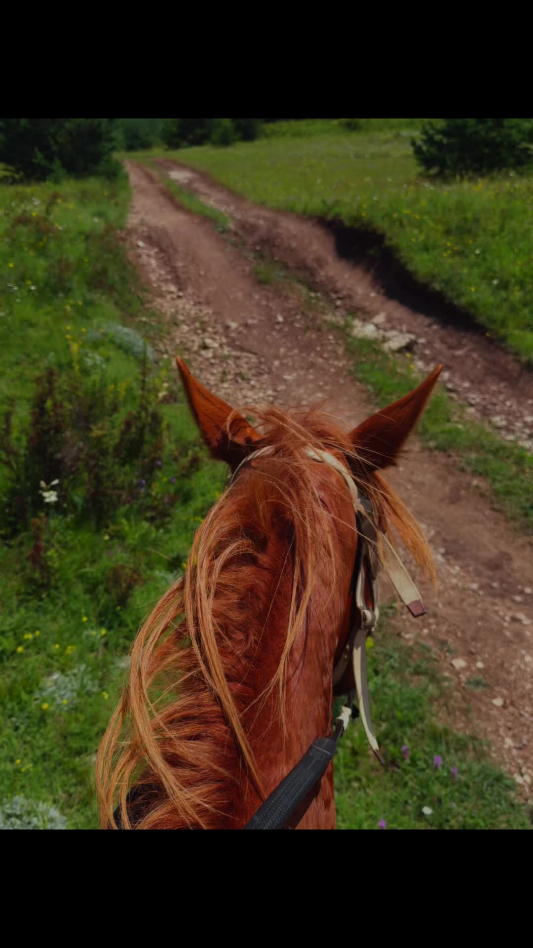 @horselek