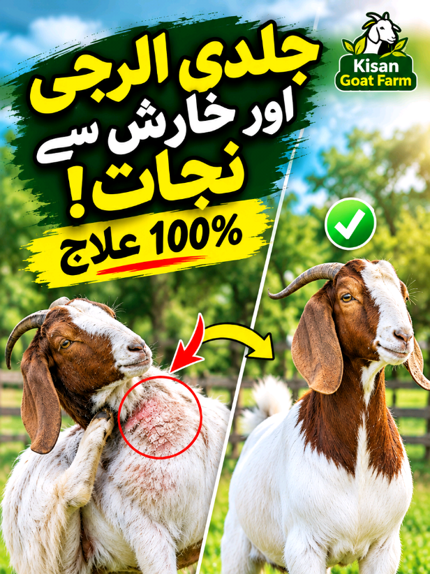 @Kisan goat farm🐐