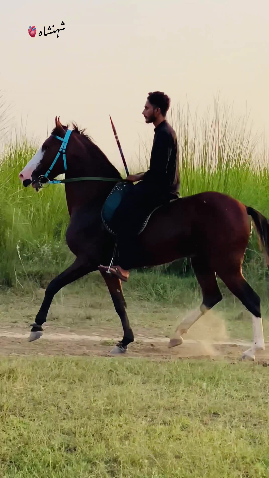 @Ch Hammad bokan ♥️🐎