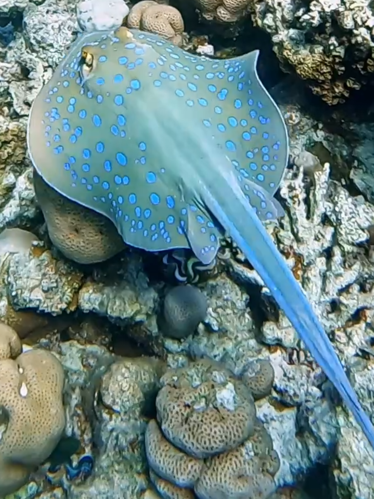 @Our Underwater Universe