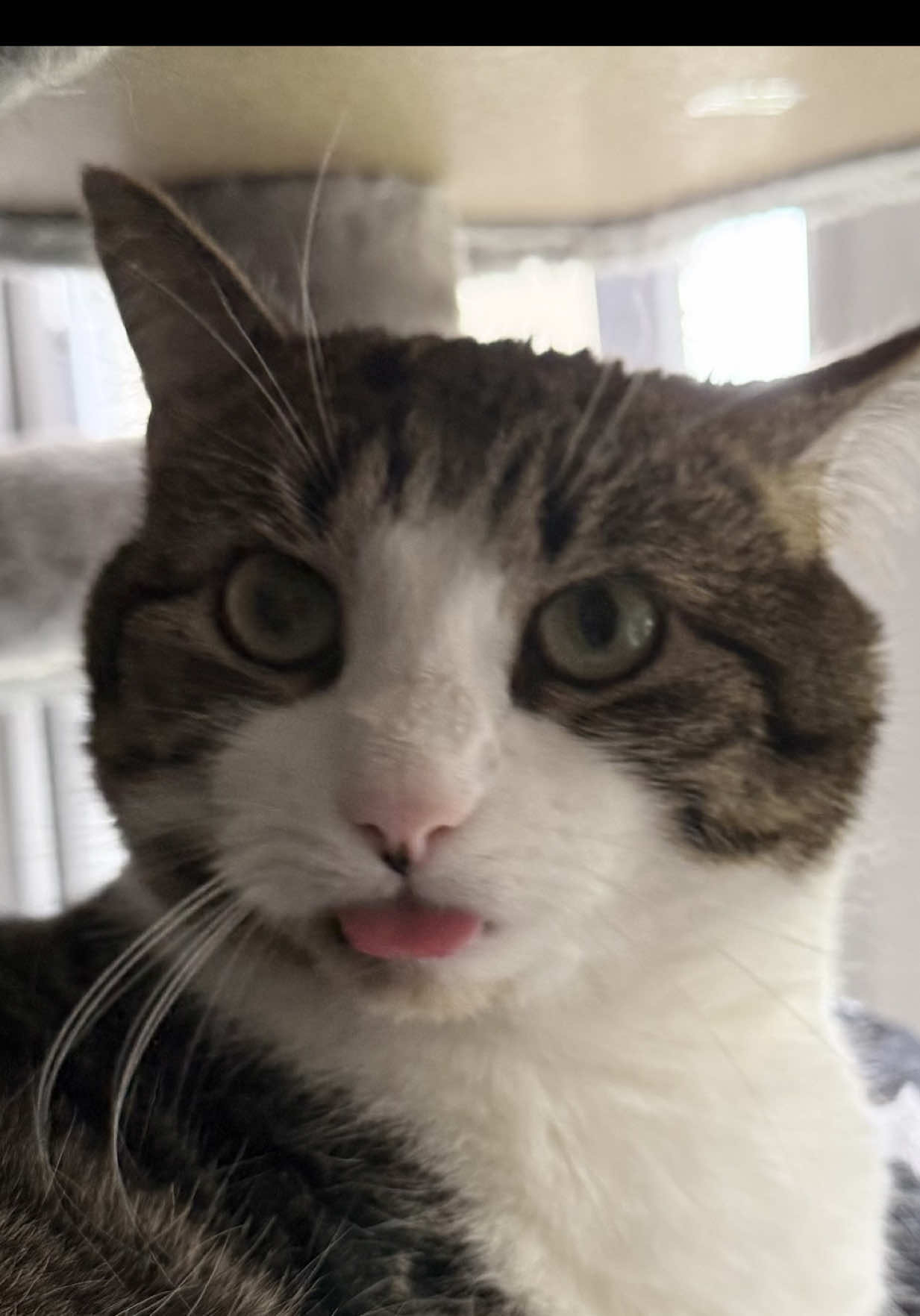 @Teefie_tribe 🐈⬛🐈⬛🐈🦷🦷