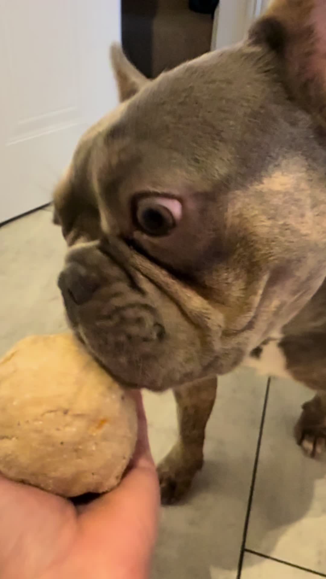 @Diablo the frenchie