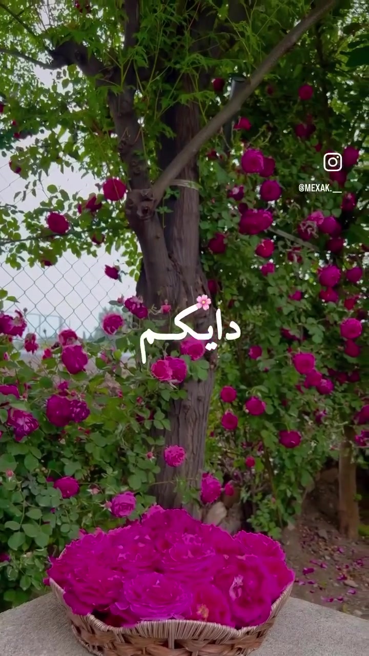 @Alex Blbas🦅