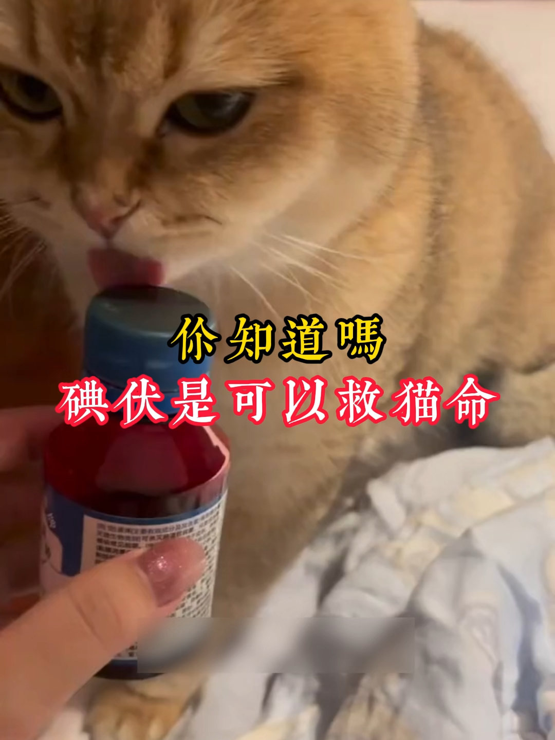 @catology