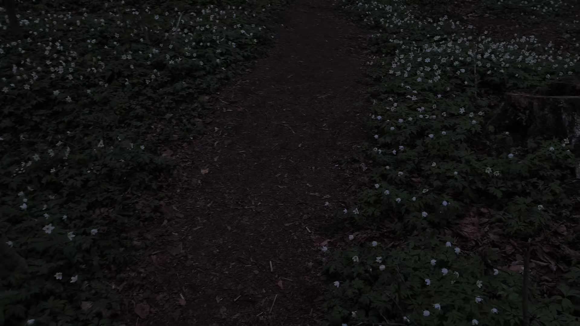 @C u r s e d  L i f e