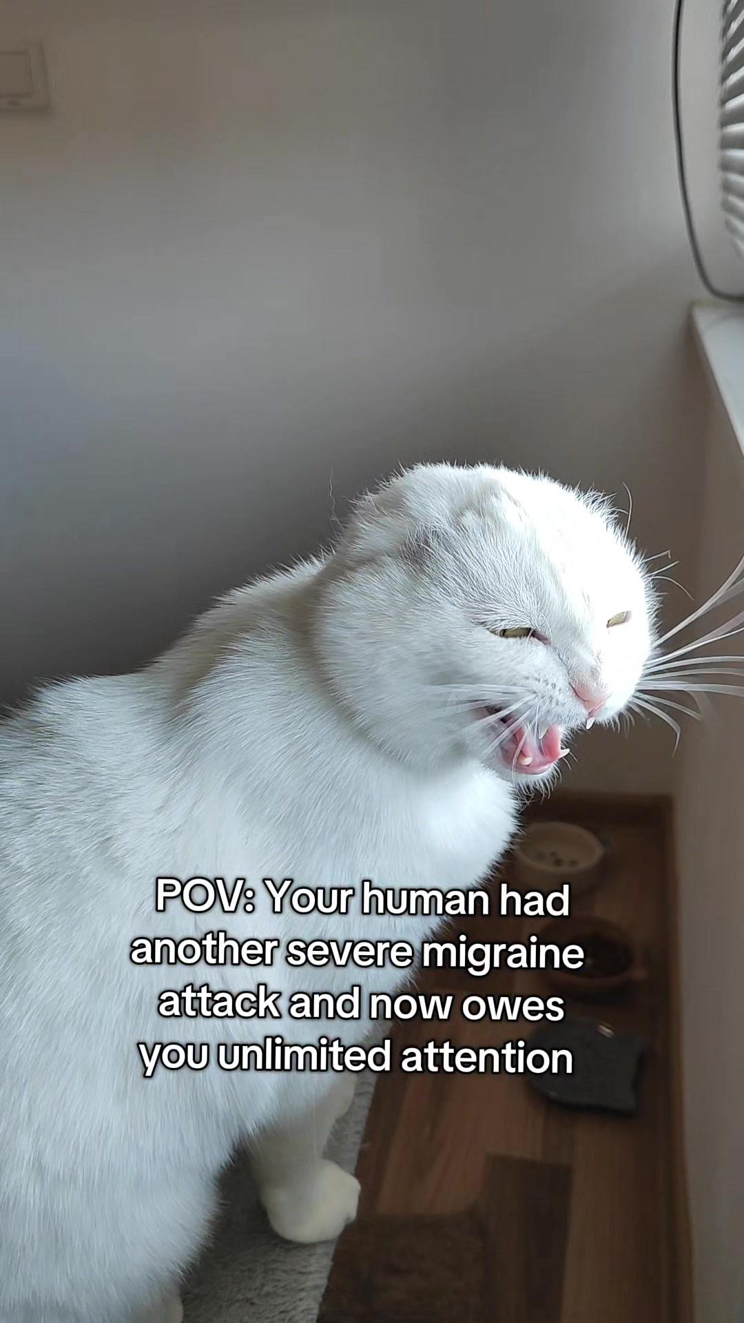 @Fluffy - the persian cat