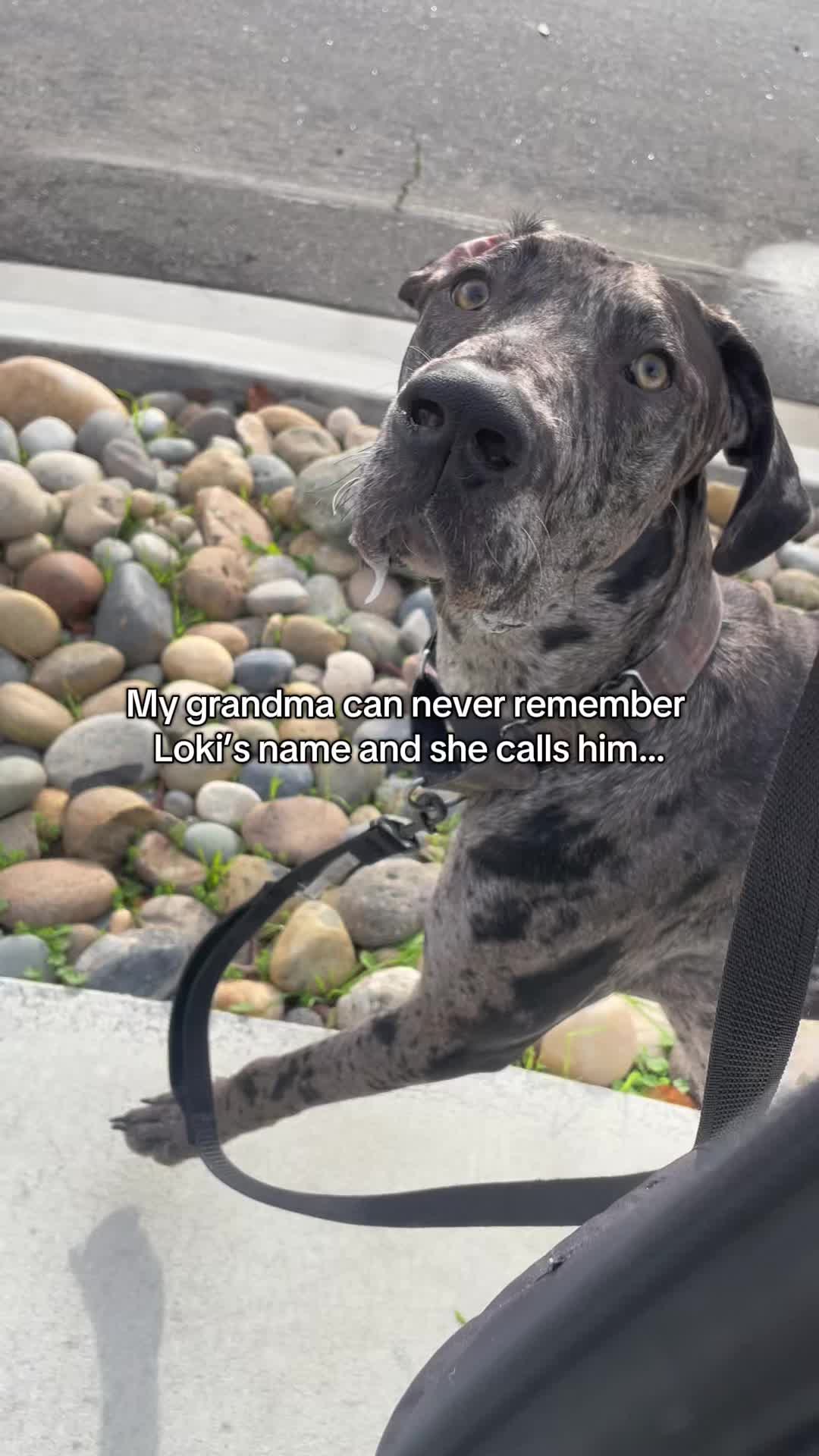 @lex 🐺⛓️
