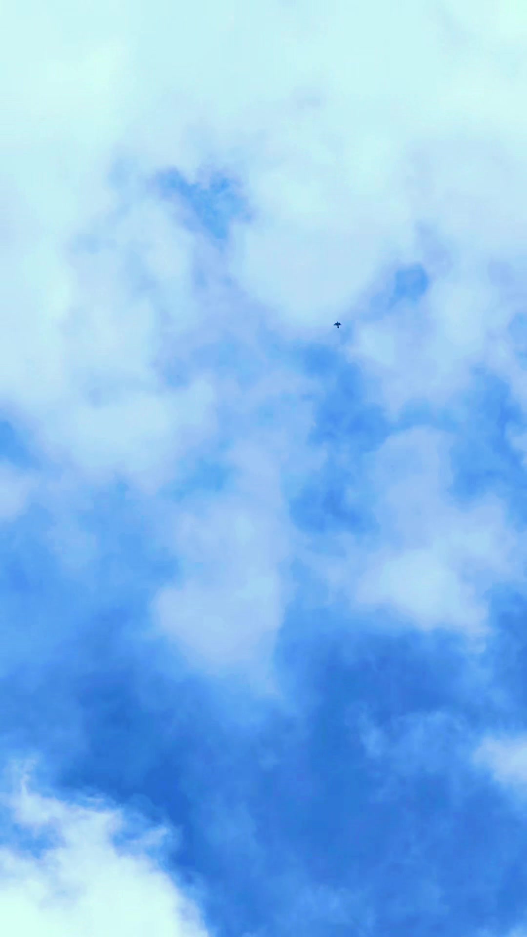 @DKB🇵🇰ĦighFlyerPigeonClub 🕊️