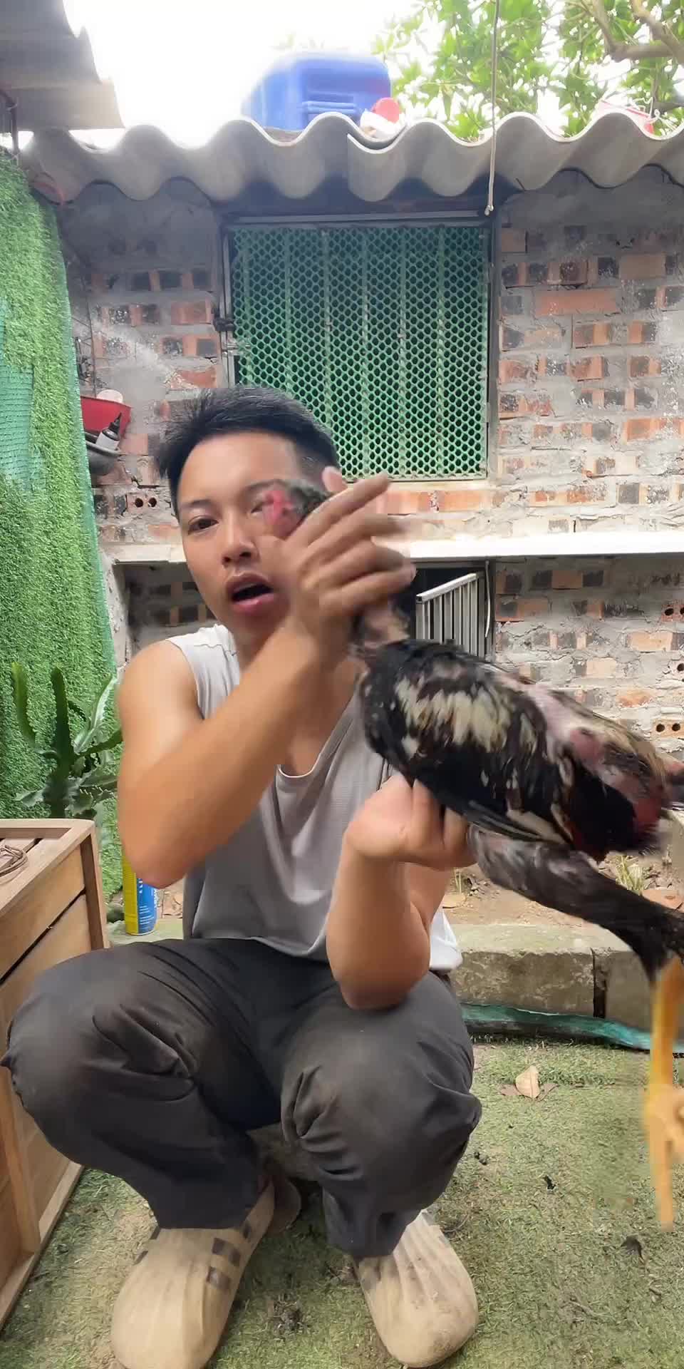 @Thuần Gà Chọi