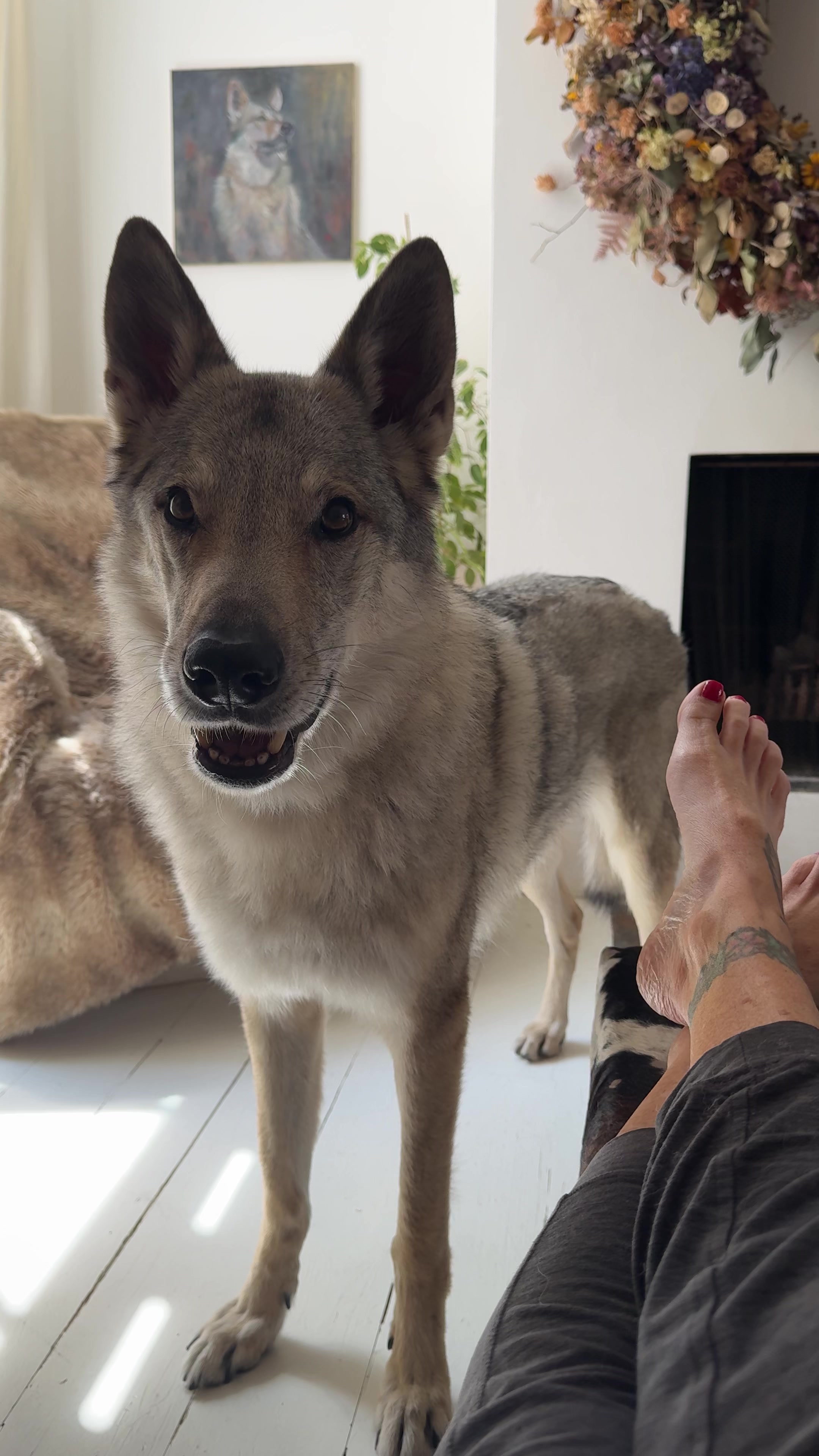 @Warwicks Wolfdog