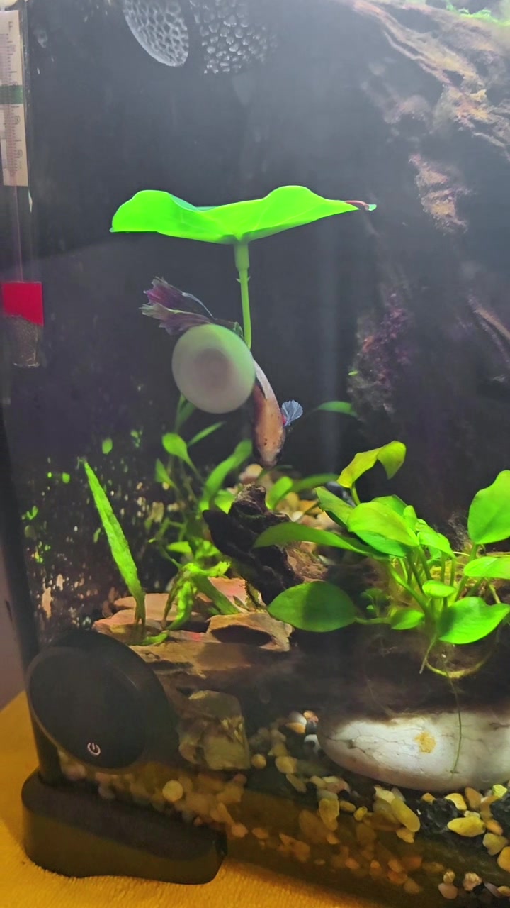 @NebulaTheBetta