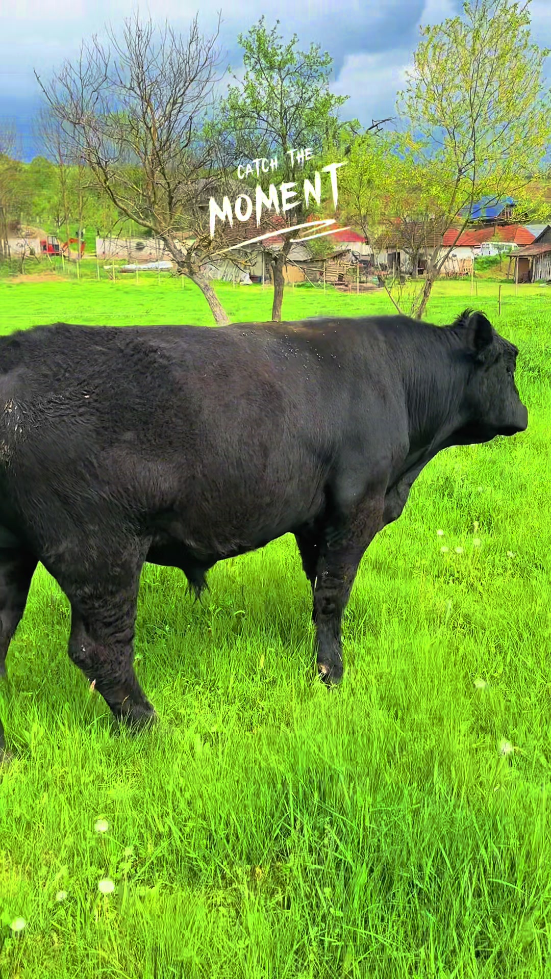 @aberdeen angus🇷🇴