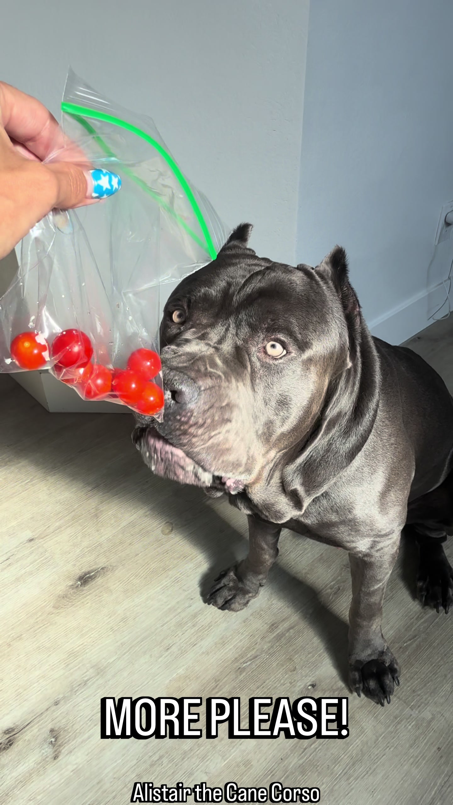 @Alistair the Cane Corso