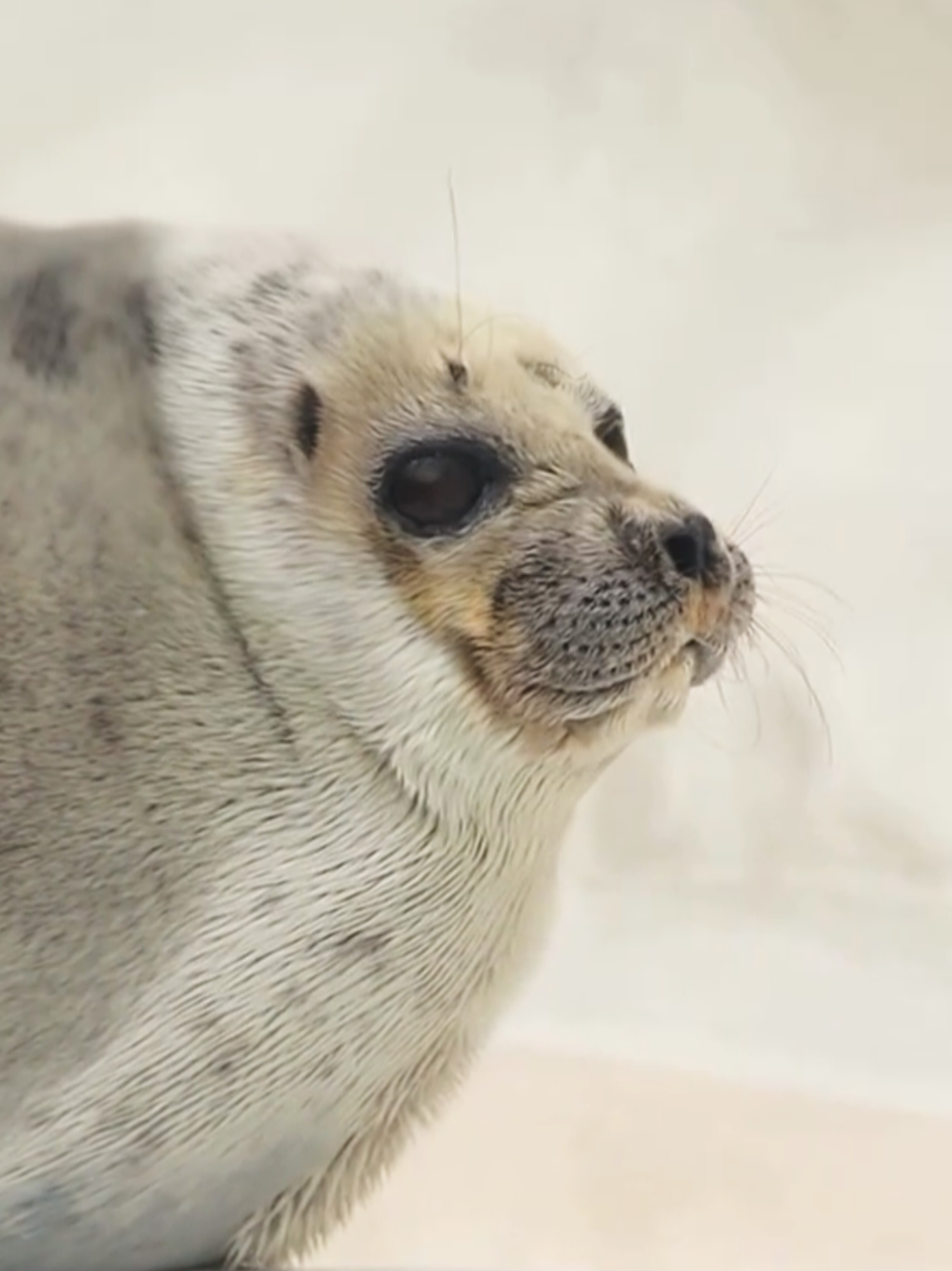 @🩷🎀 seal 🦭🩷