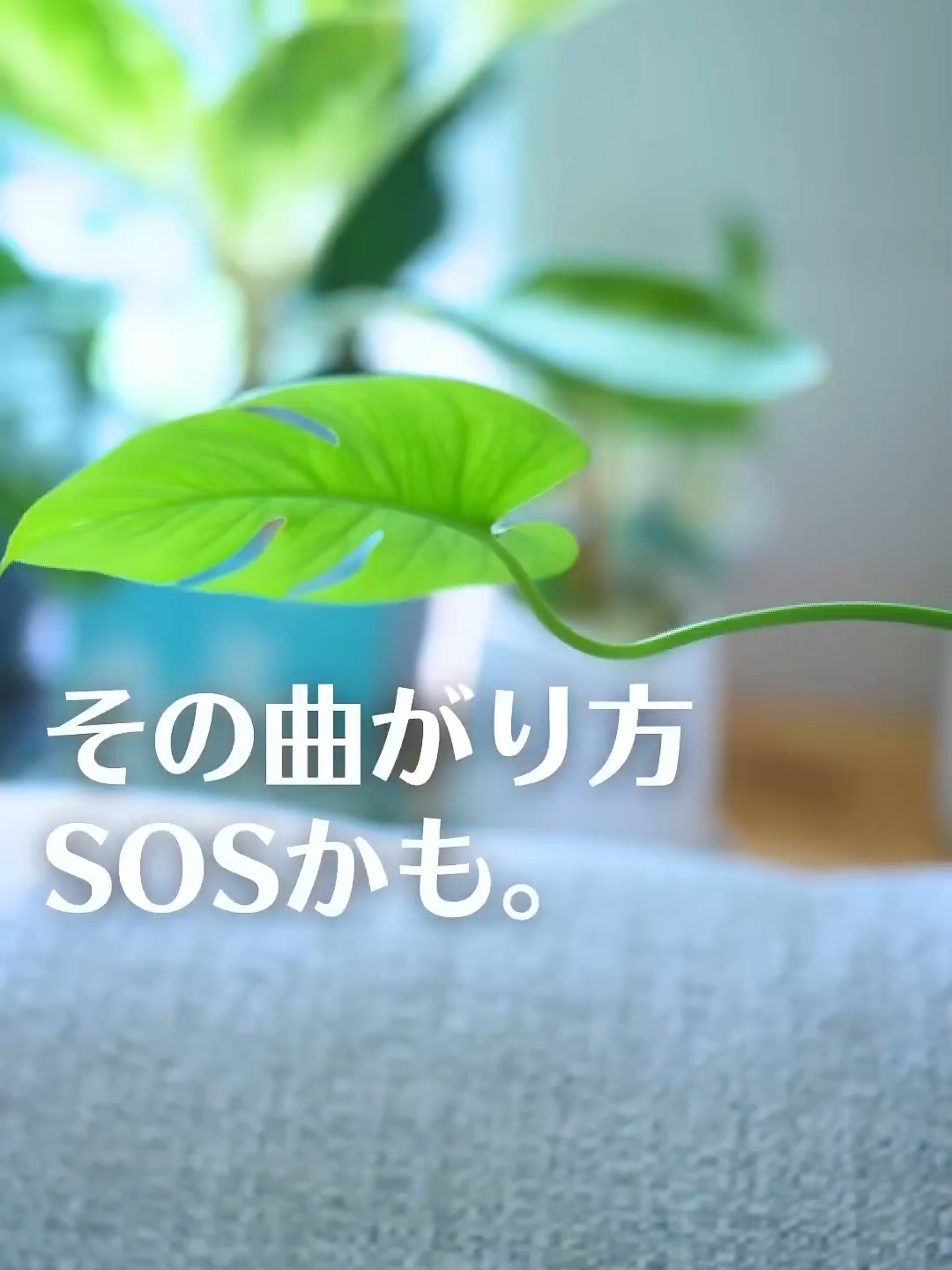 @KyotoTravelJP