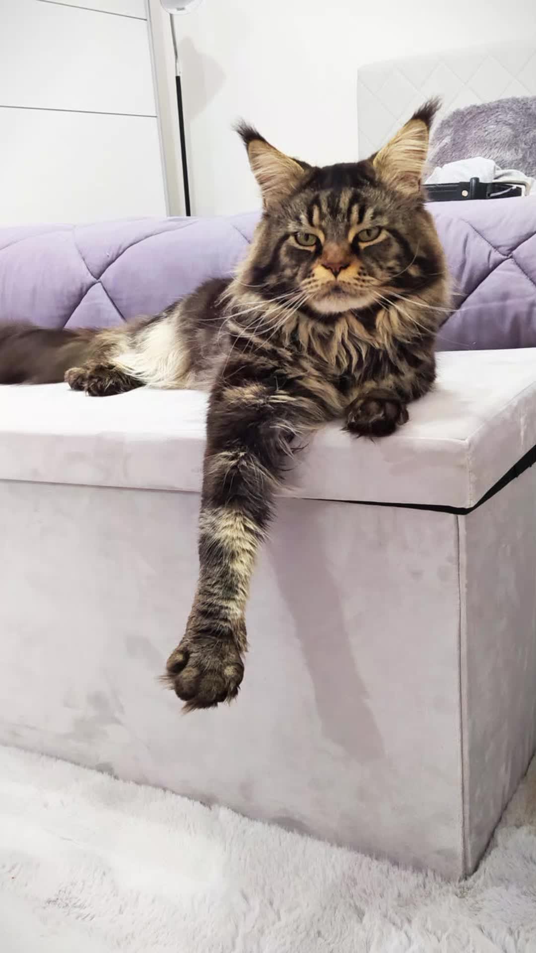 @AleEisuoiPets