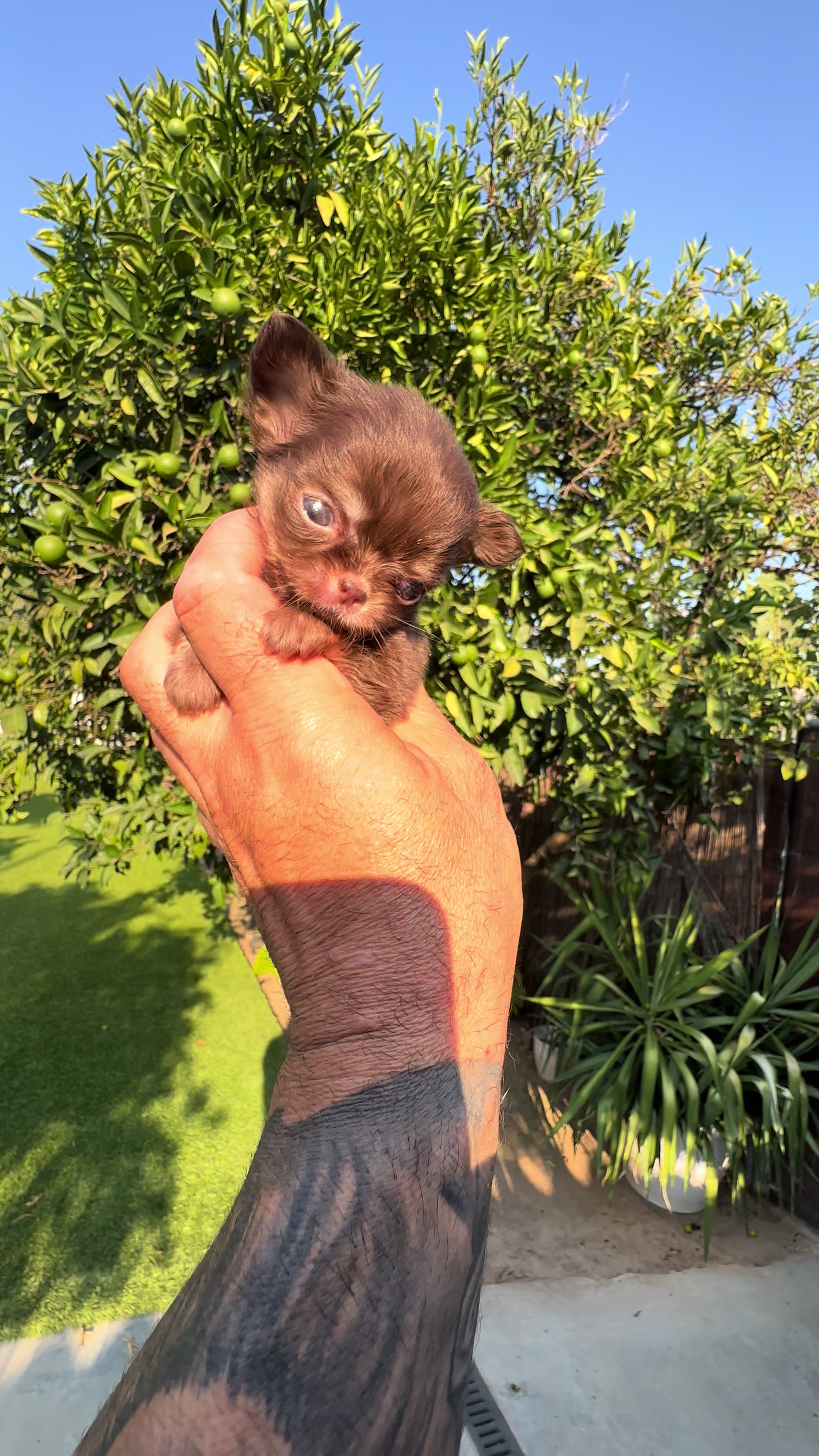 @Mascotas ,cachorritos bonitos