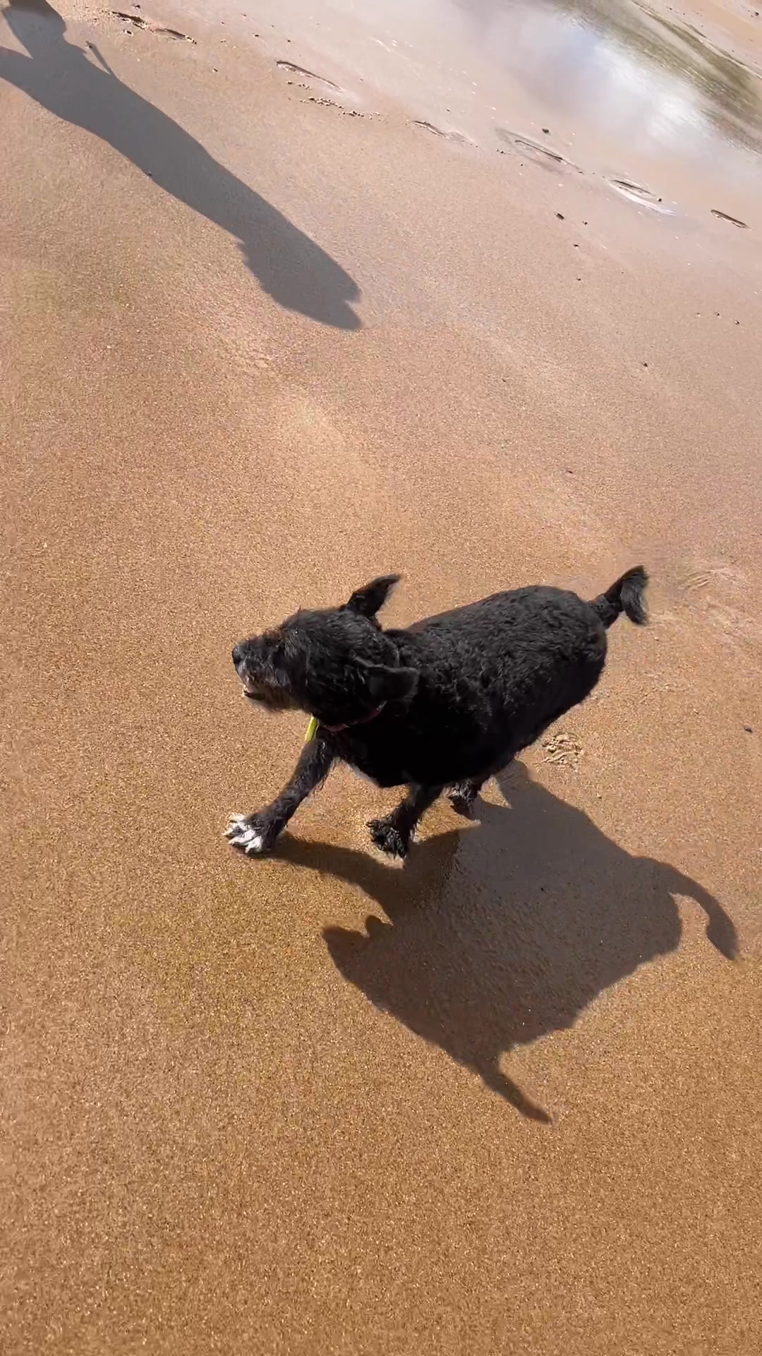 @2dogsandababy
