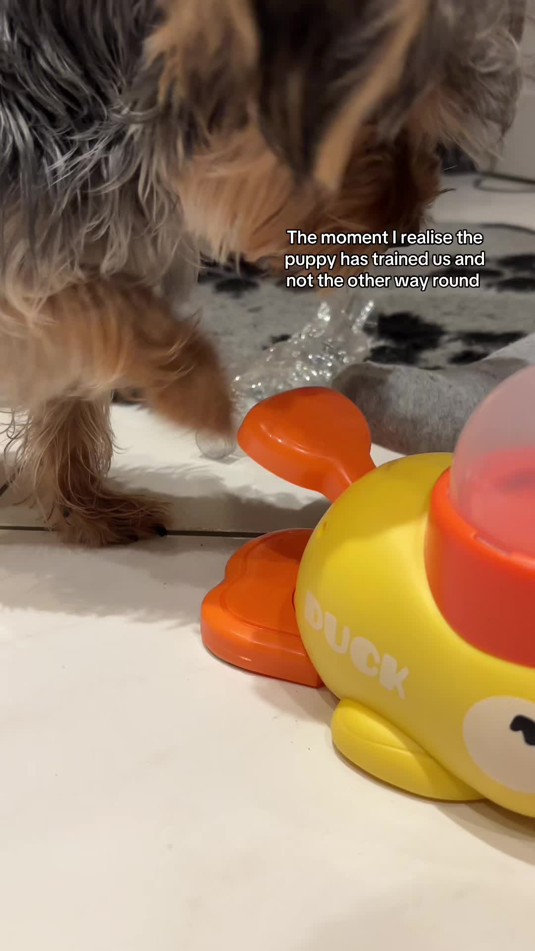 @Benjie the Yorkie