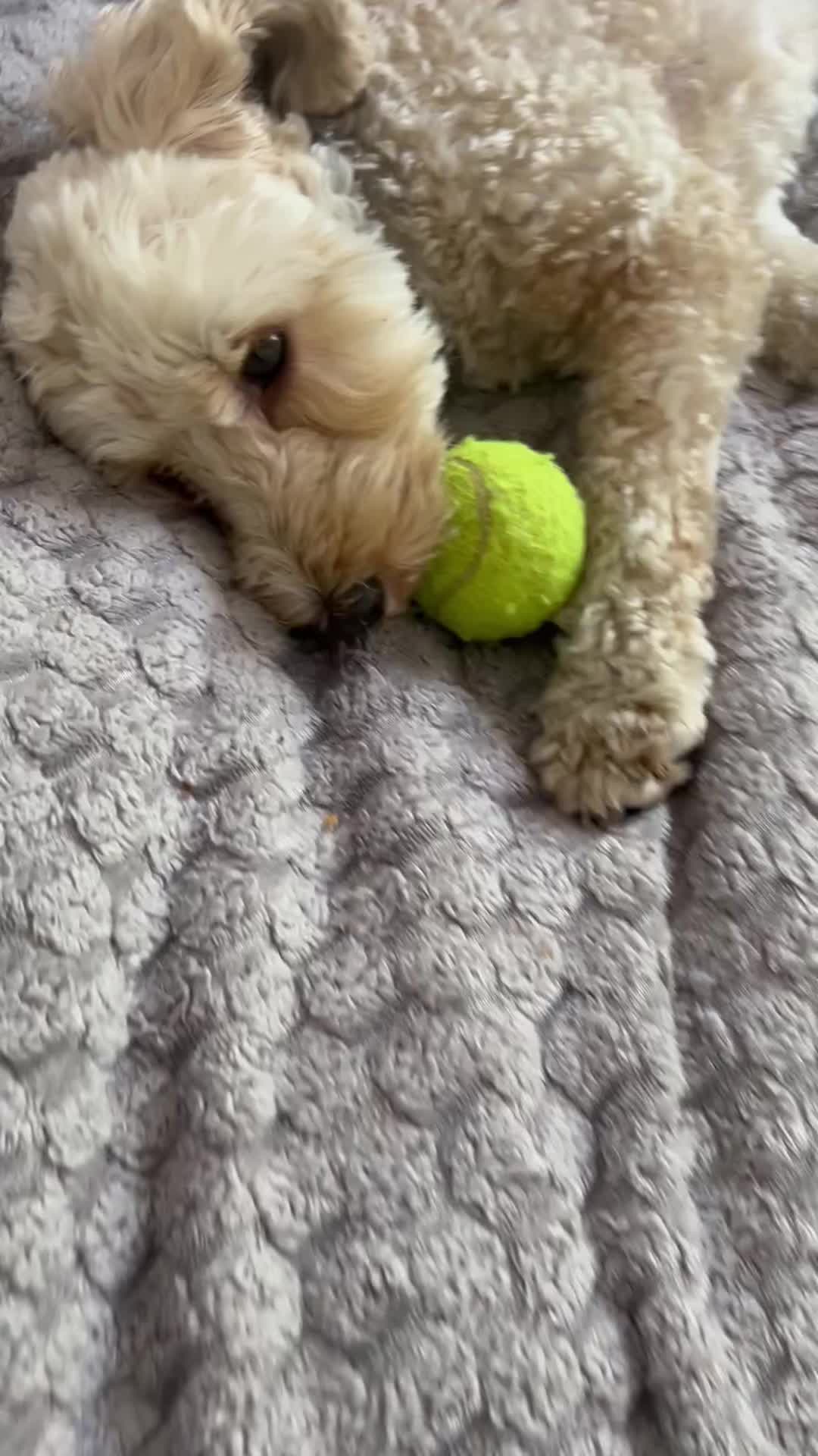 @Daisy elmo olly 🏴