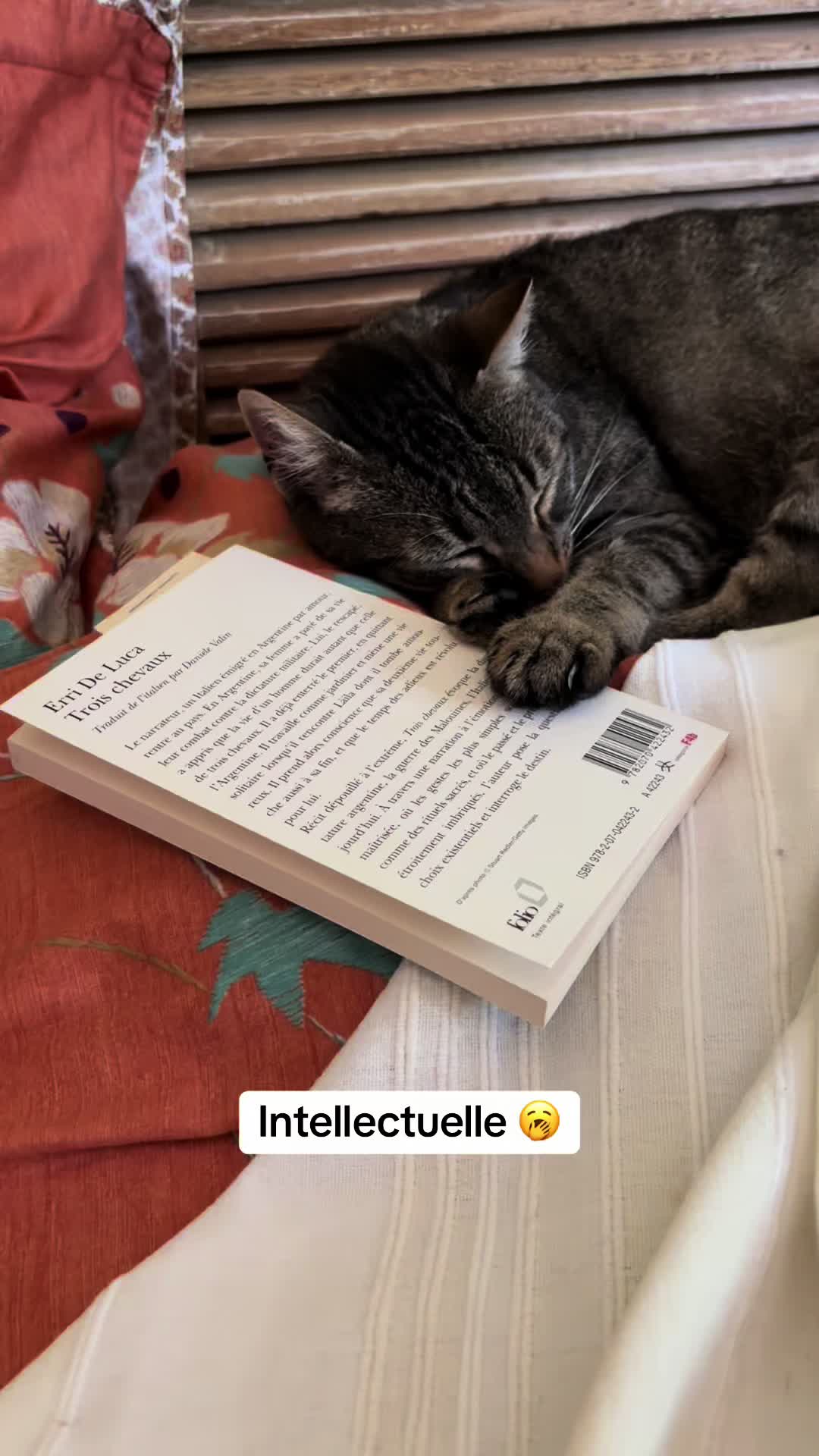 @Bulle la chatte 🐈